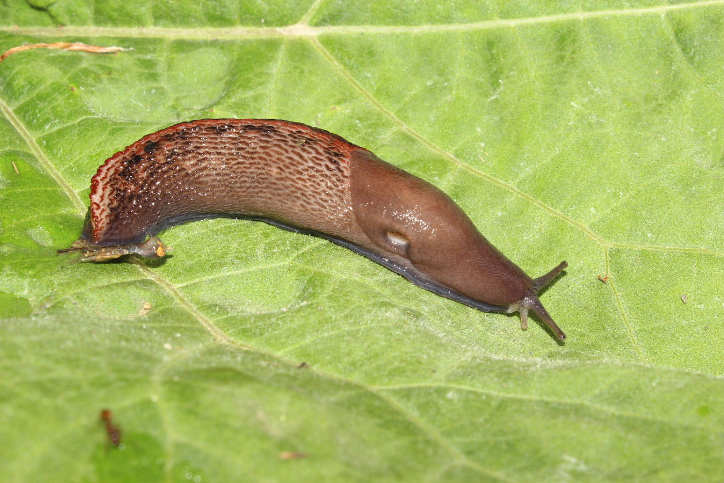 Limax doriae/dacampi da Rocca dAveto (GE)